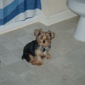 Meet your Posher, Phillip